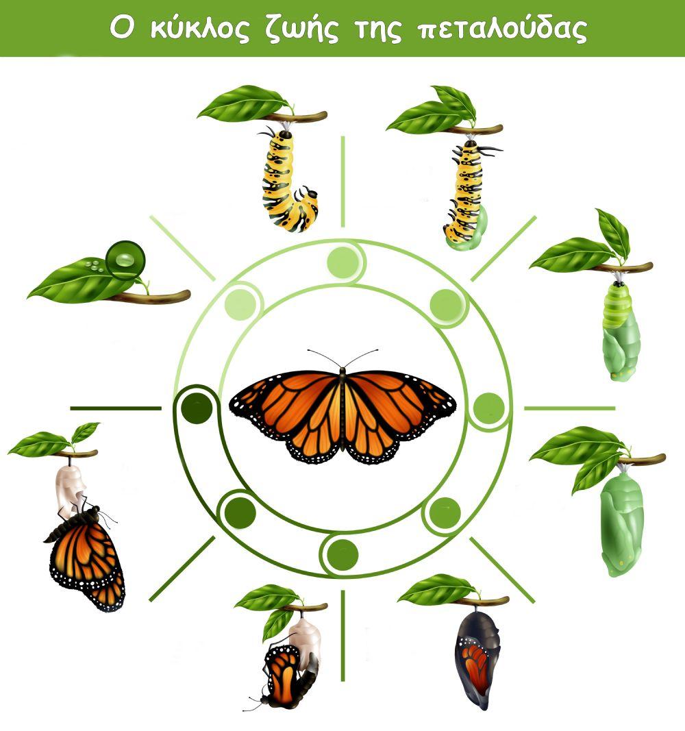 Ο κύκλος ζωής της πεταλούδας
