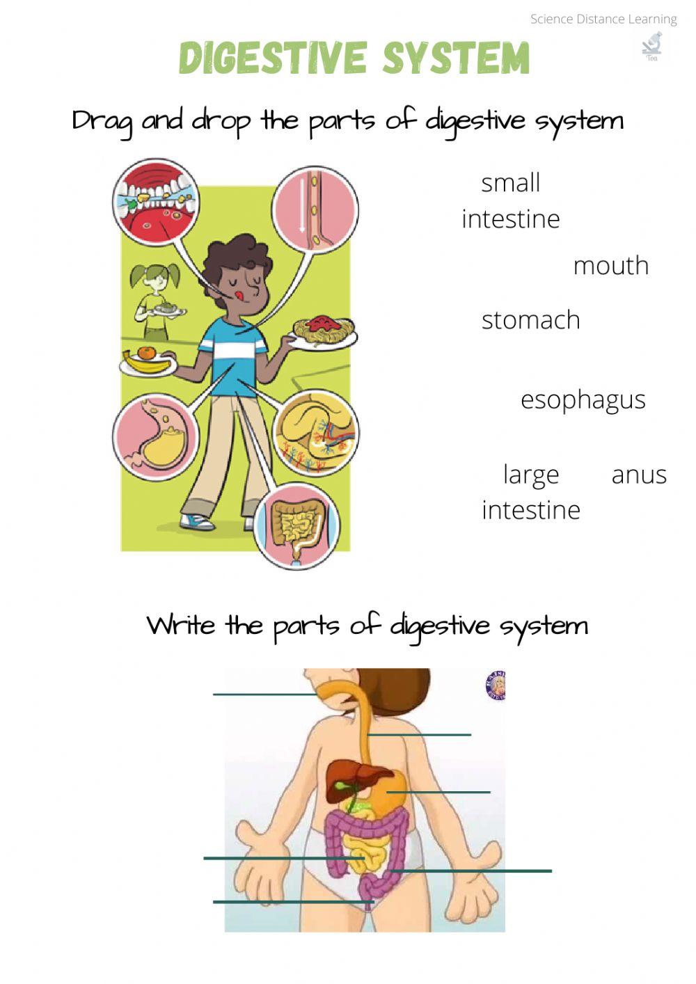 Digestive system interactive exercise live worksheets