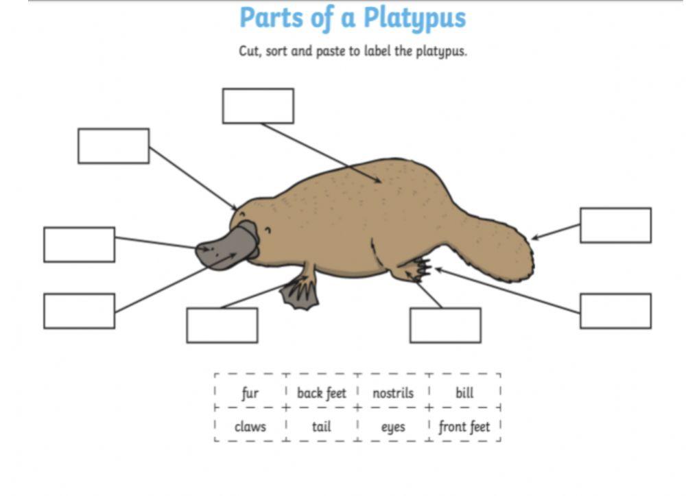 Labelling parts of a patypus