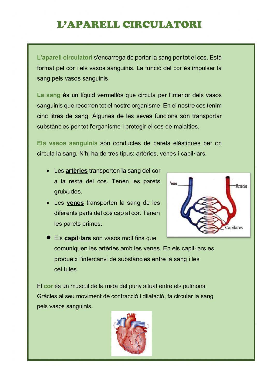 L'aparell ciculatori