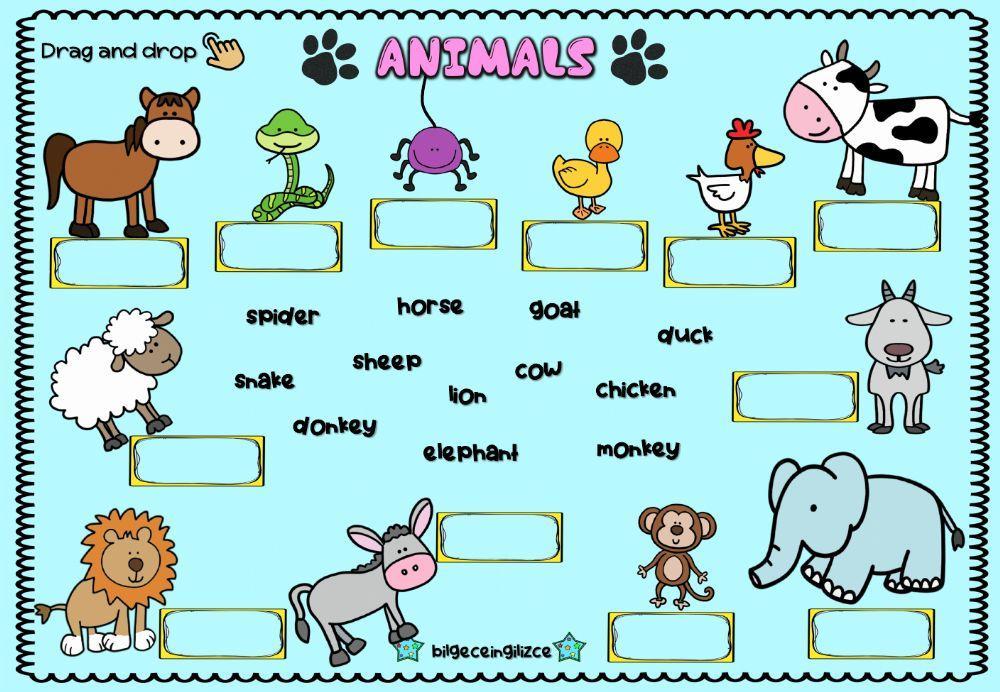Animals (Drag-drop)