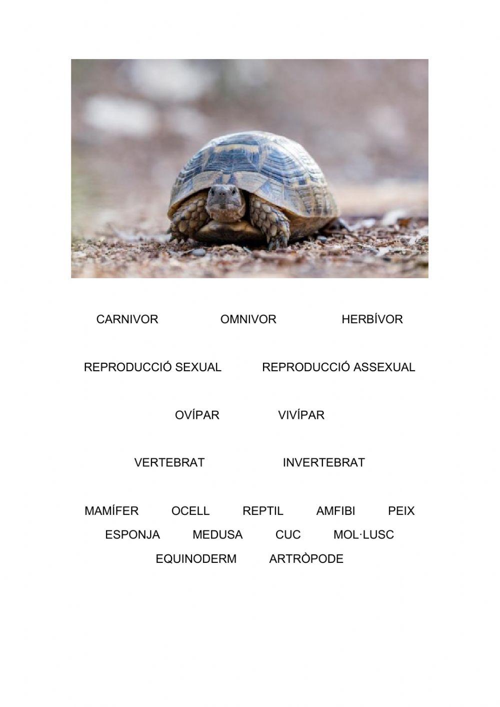 Característiques d'animals