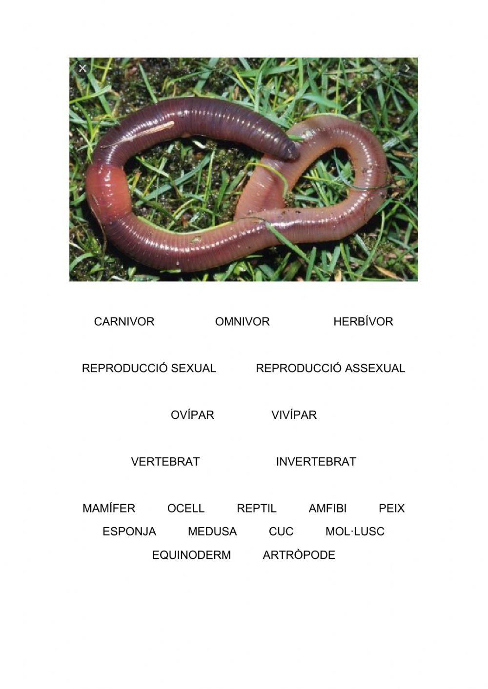 Característiques d'animals