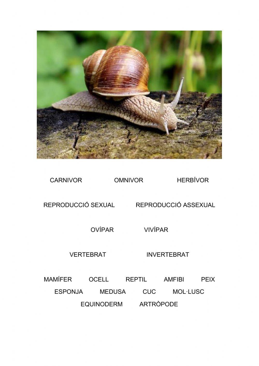 Característiques d'animals