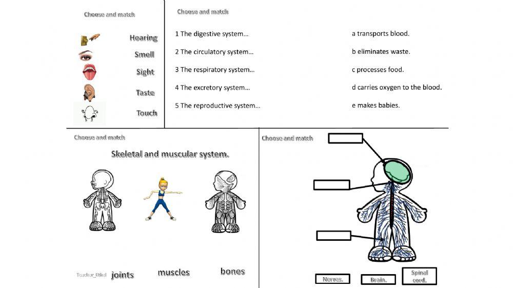 Body systems reproductive and endocrine systems