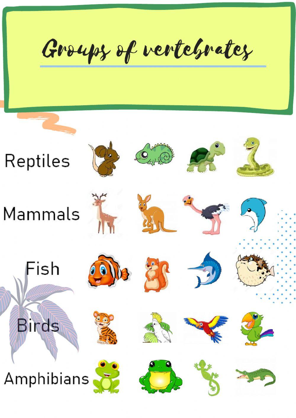 Groups of vertebrates