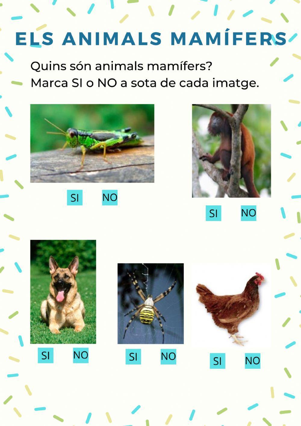 Els Animals Mamífers