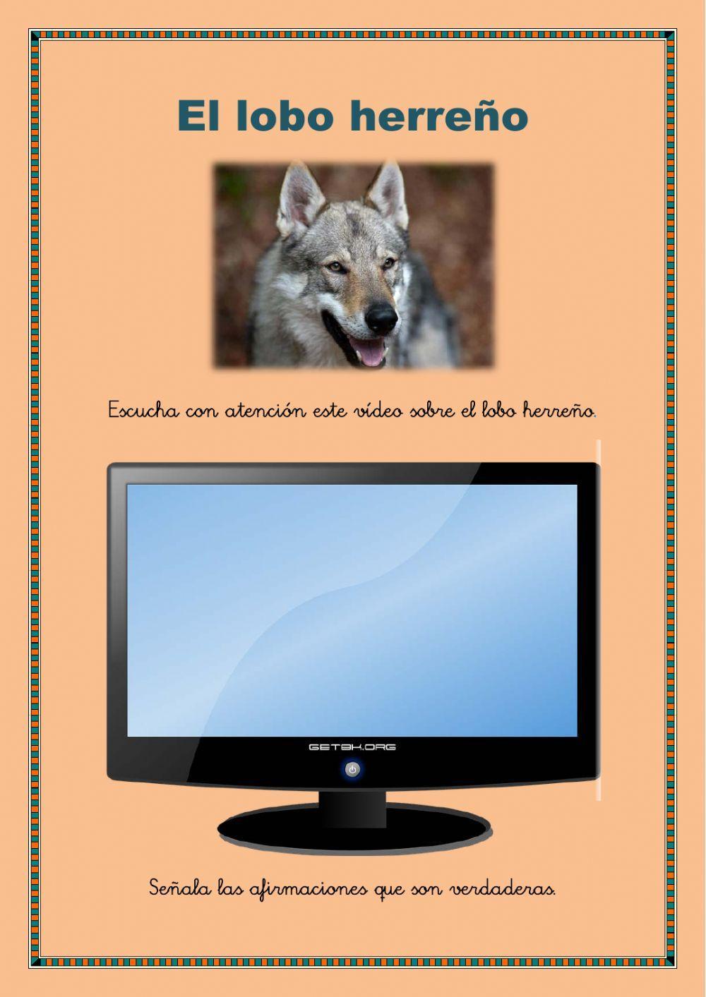 Perro lobo herreño (Canarias)