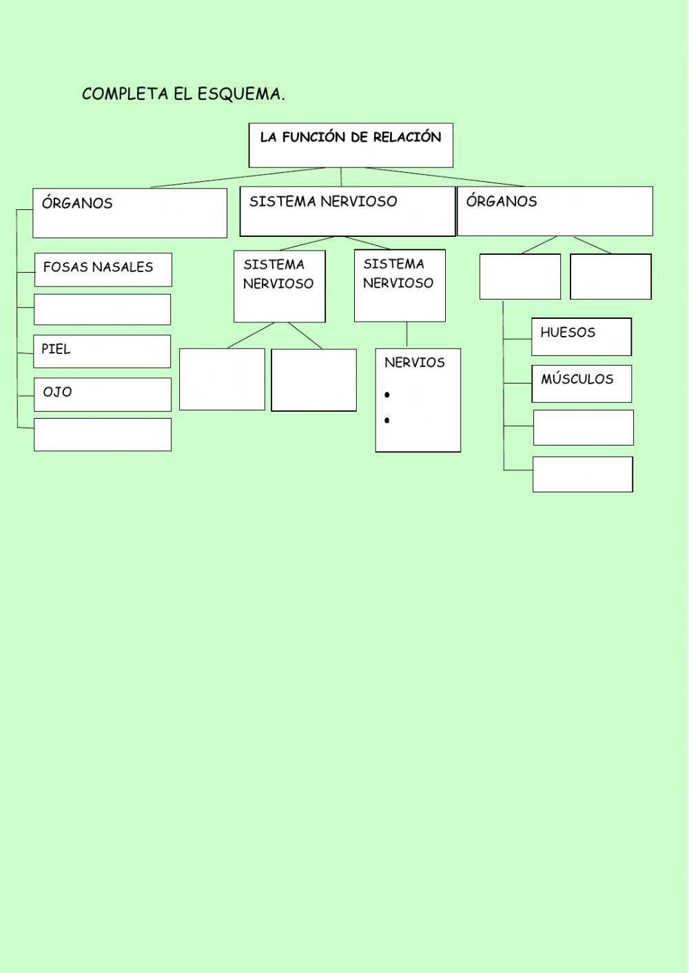 El aparato locomotor y la función de relación