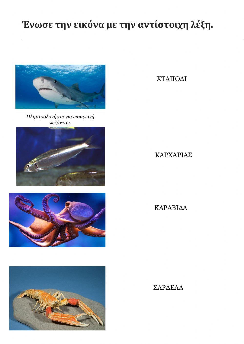 Θαλασσα- ψαρια