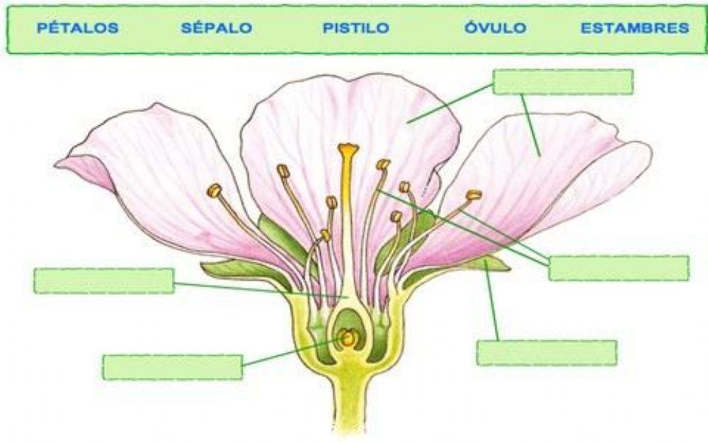 Las partes de una flor