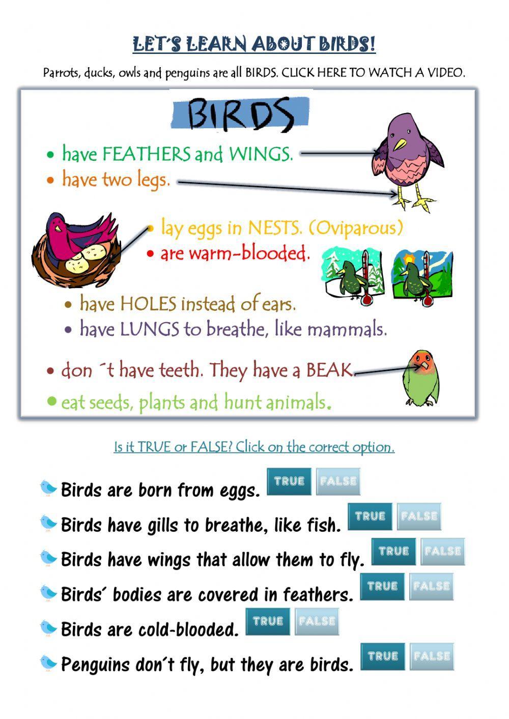 Let-s learn about birds!