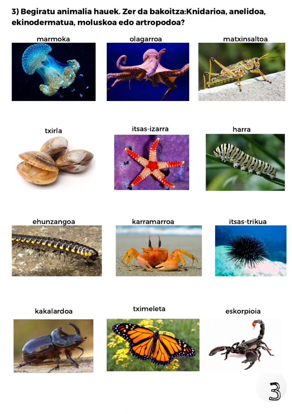 Animalien sailkapena 4