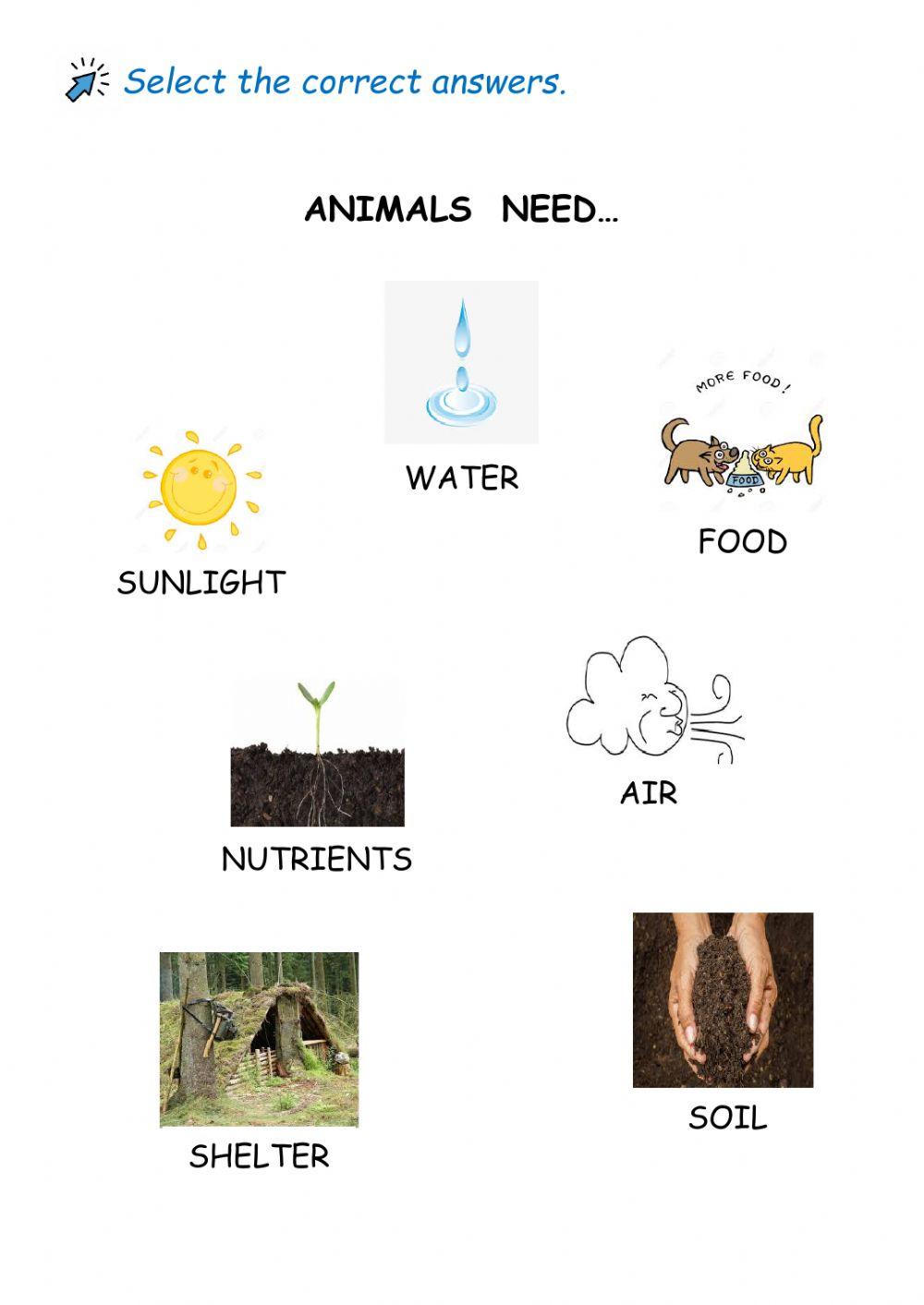 Animals need...