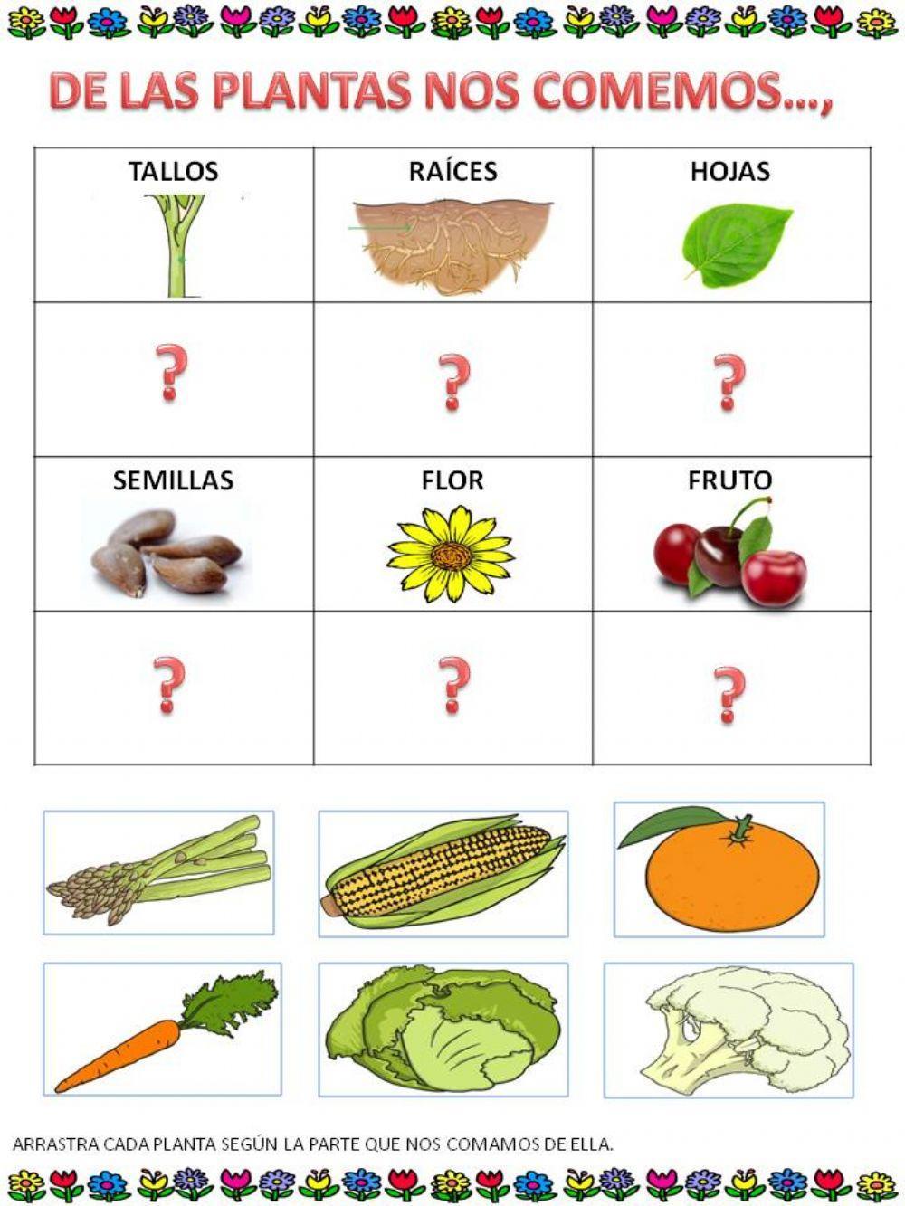 Partes de plantas que comemos Partes de plantas que comemos