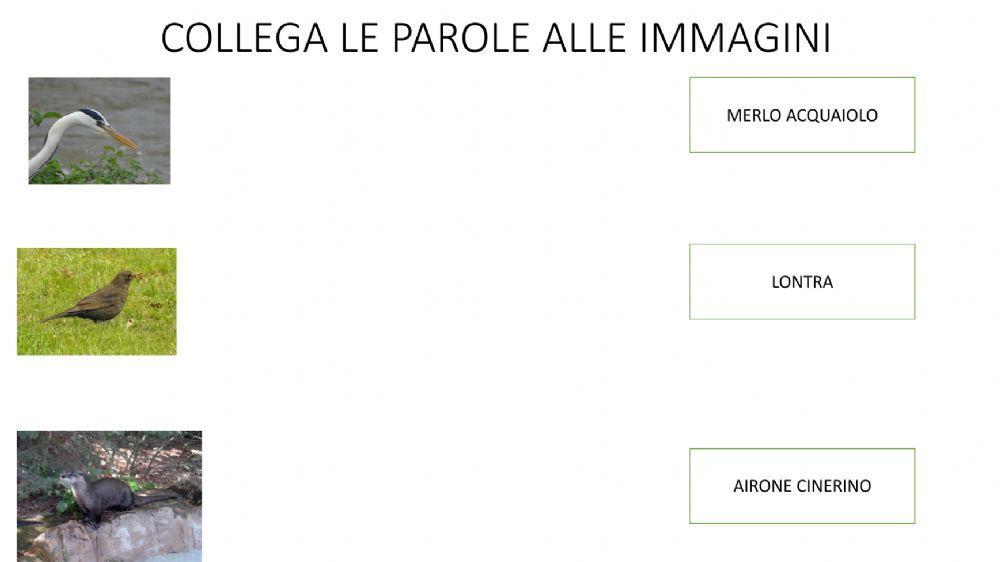 PIANTE  E ANIMALI DEL FIUME 