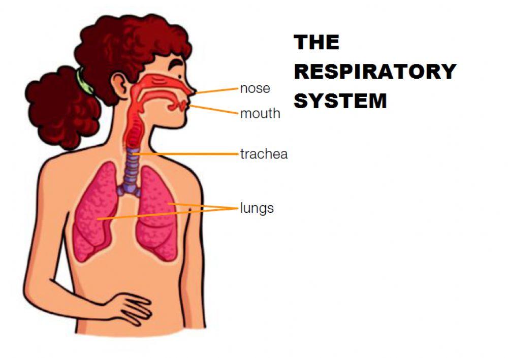 Respiratory system poster