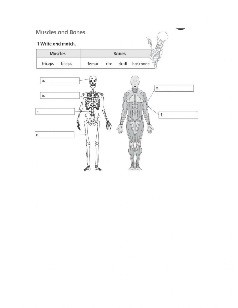 Muscles and bones worksheet | Live Worksheets