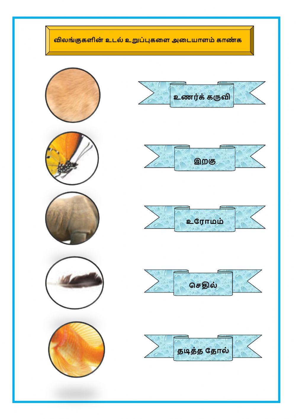 விலங்குகளின் உடல் உறுப்புகள்