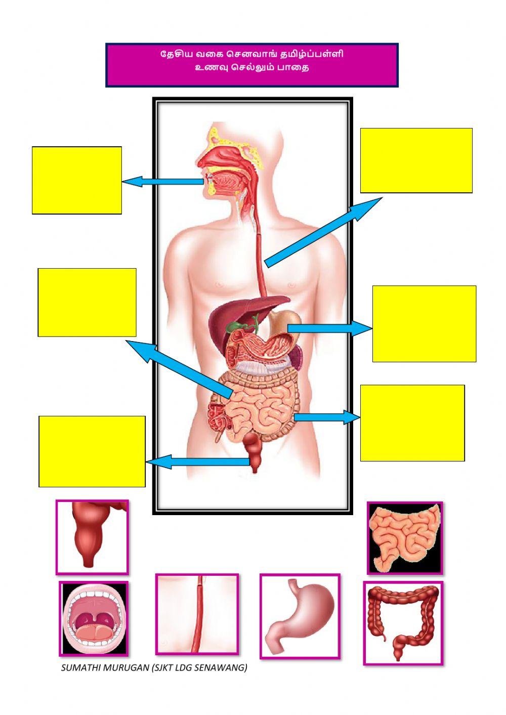 உணவு பாதை