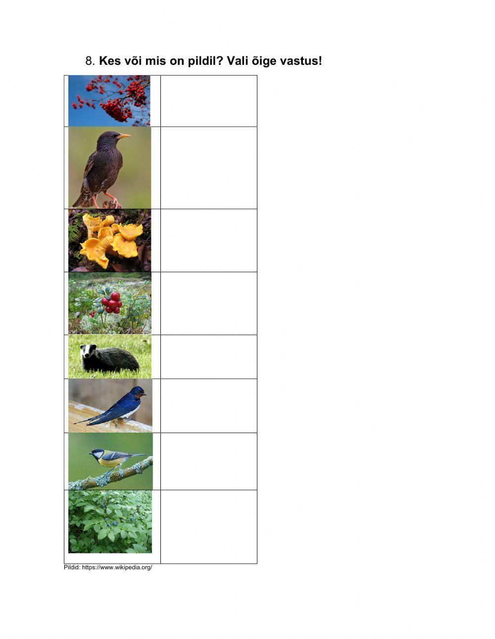 1.kl loodusõpetuse lõputöö