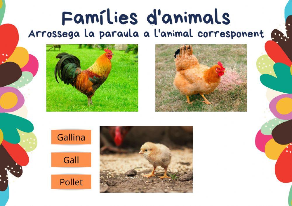 Famílies d'animals