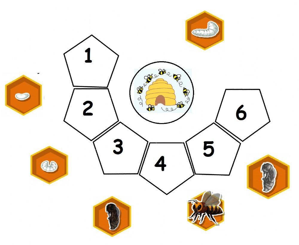 Κύκλος Ζωής Μέλισσας