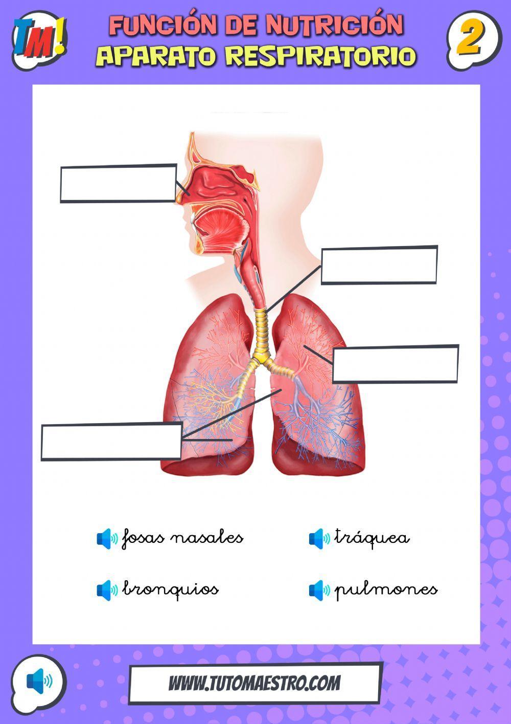 Nutrición. Aparato respiratorio.