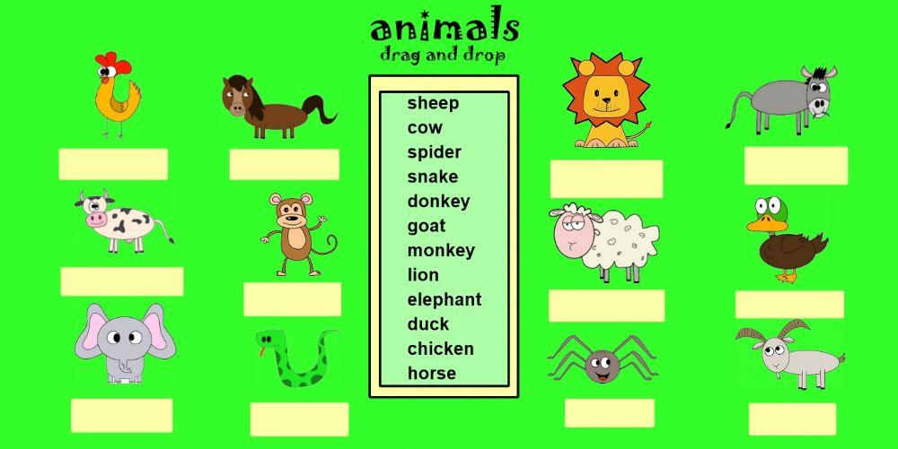 Animals