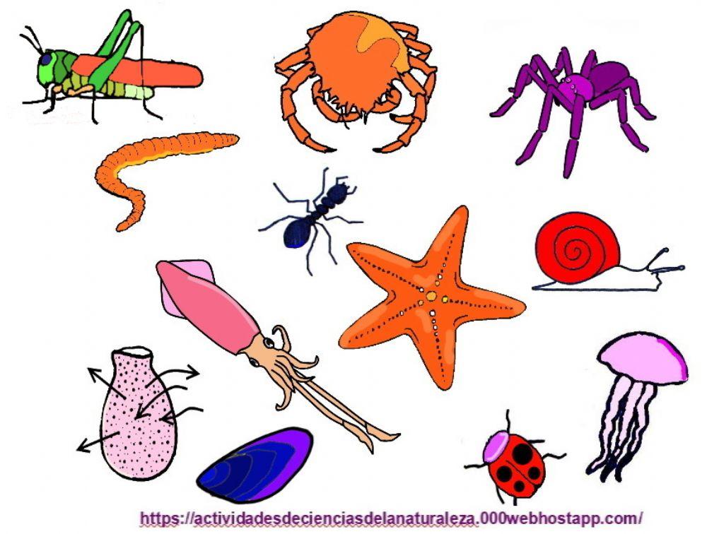 Invertebrados clasificación