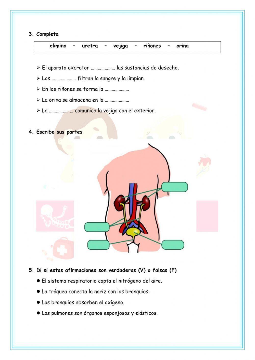 Aparatos del Cuerpo Humano