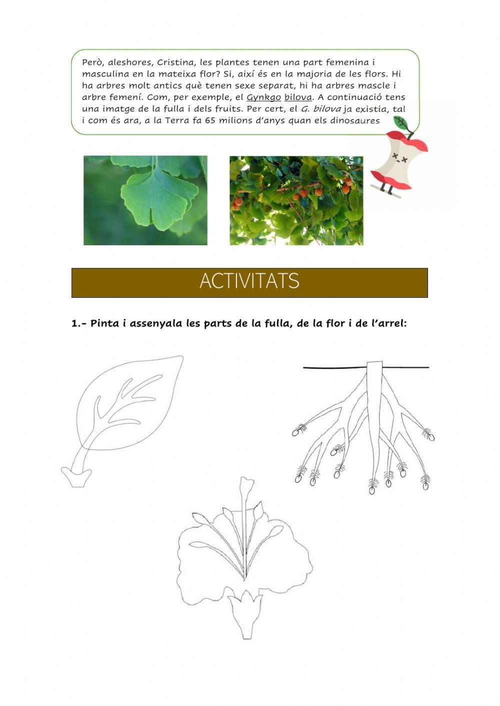 Les funcions vitals en plantes