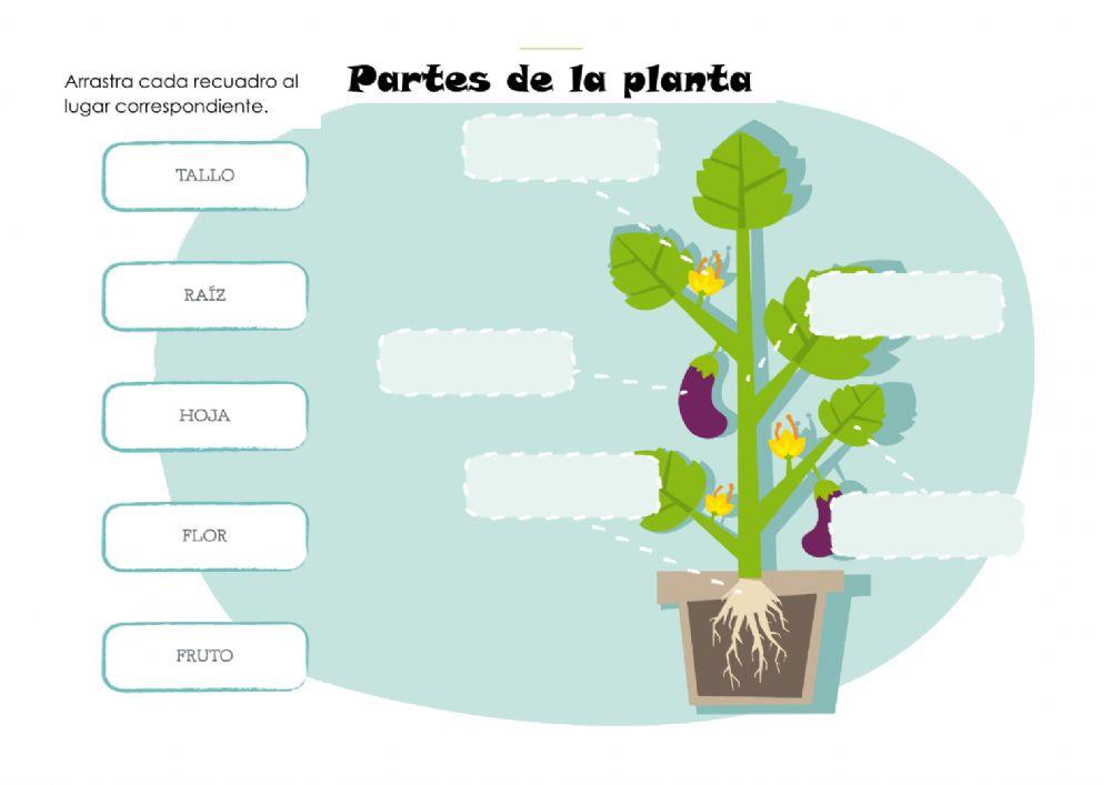 Las plantas