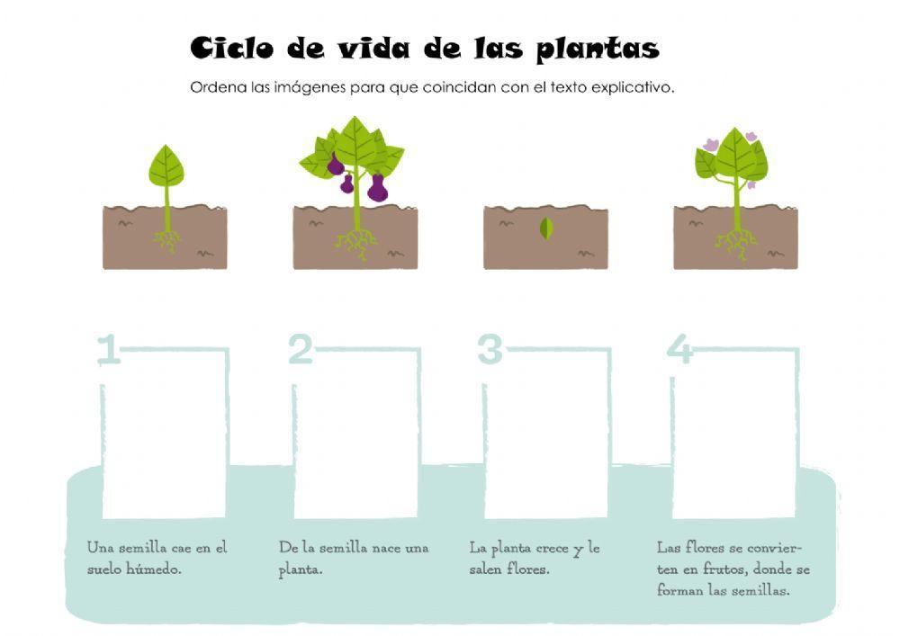 Las plantas