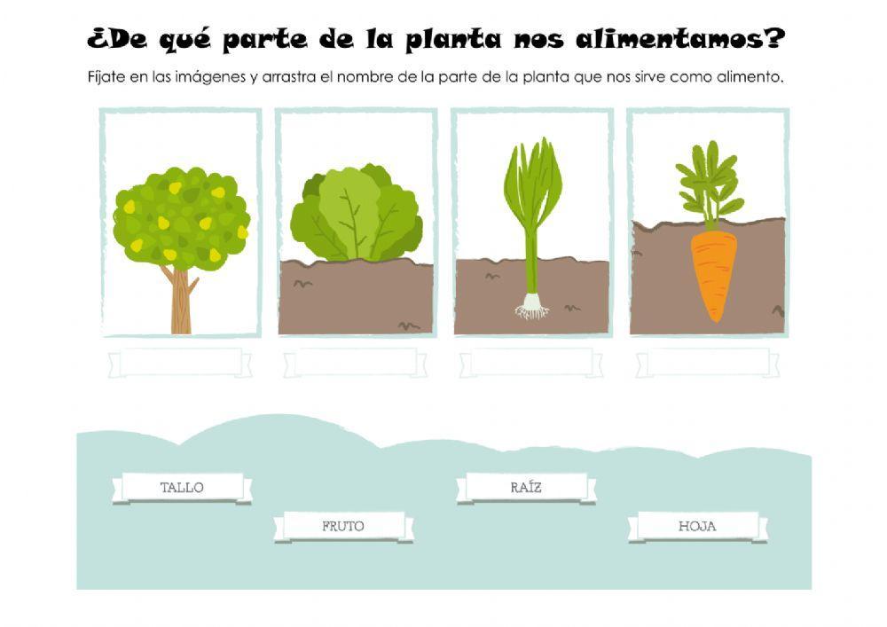 Las plantas