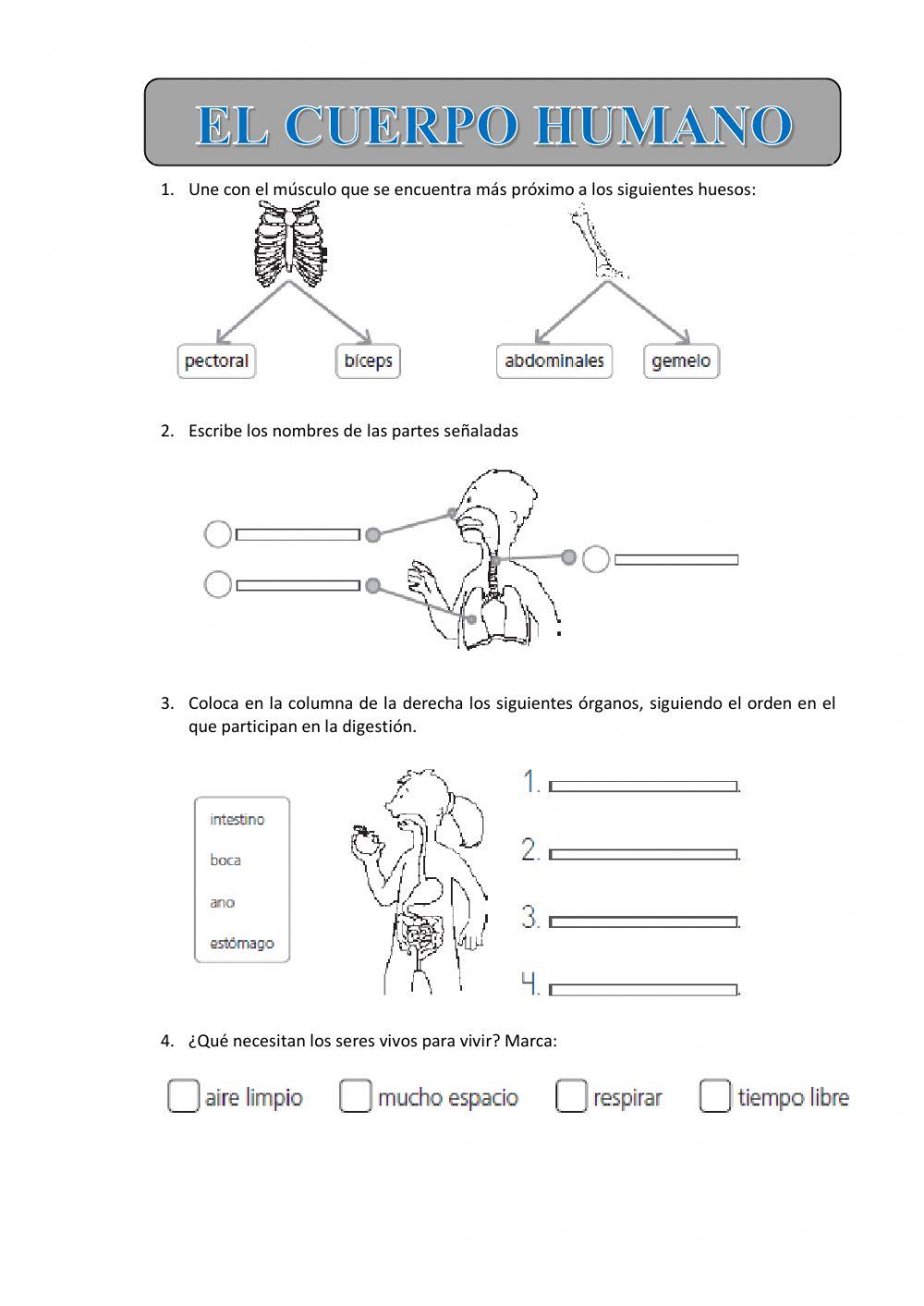 Repasamos el cuerpo humano