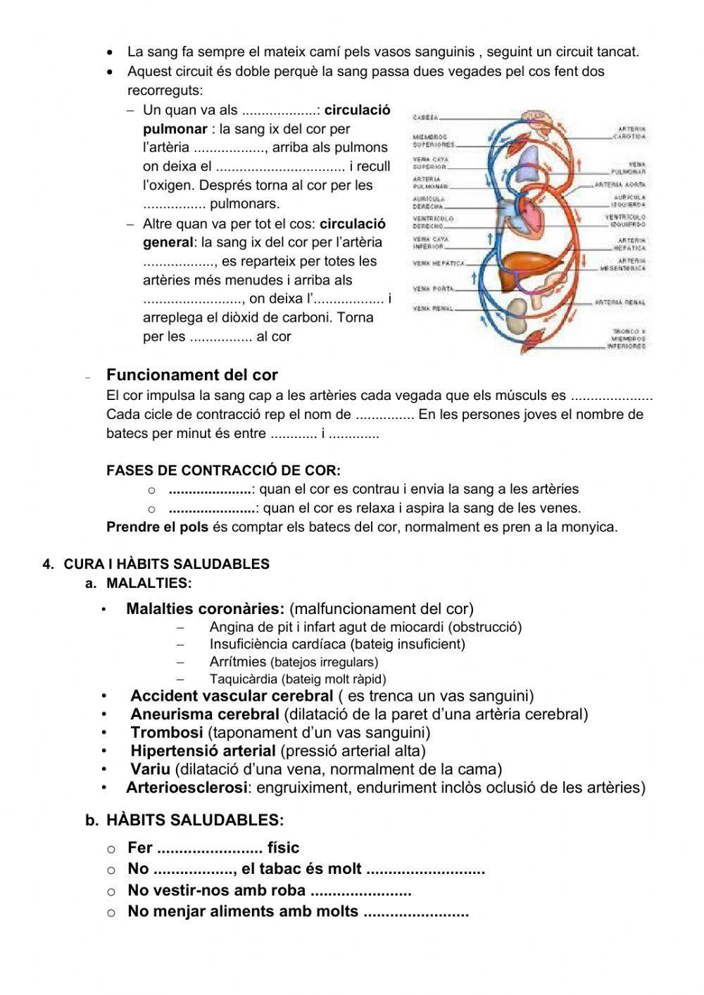 L'aparell circulatorio