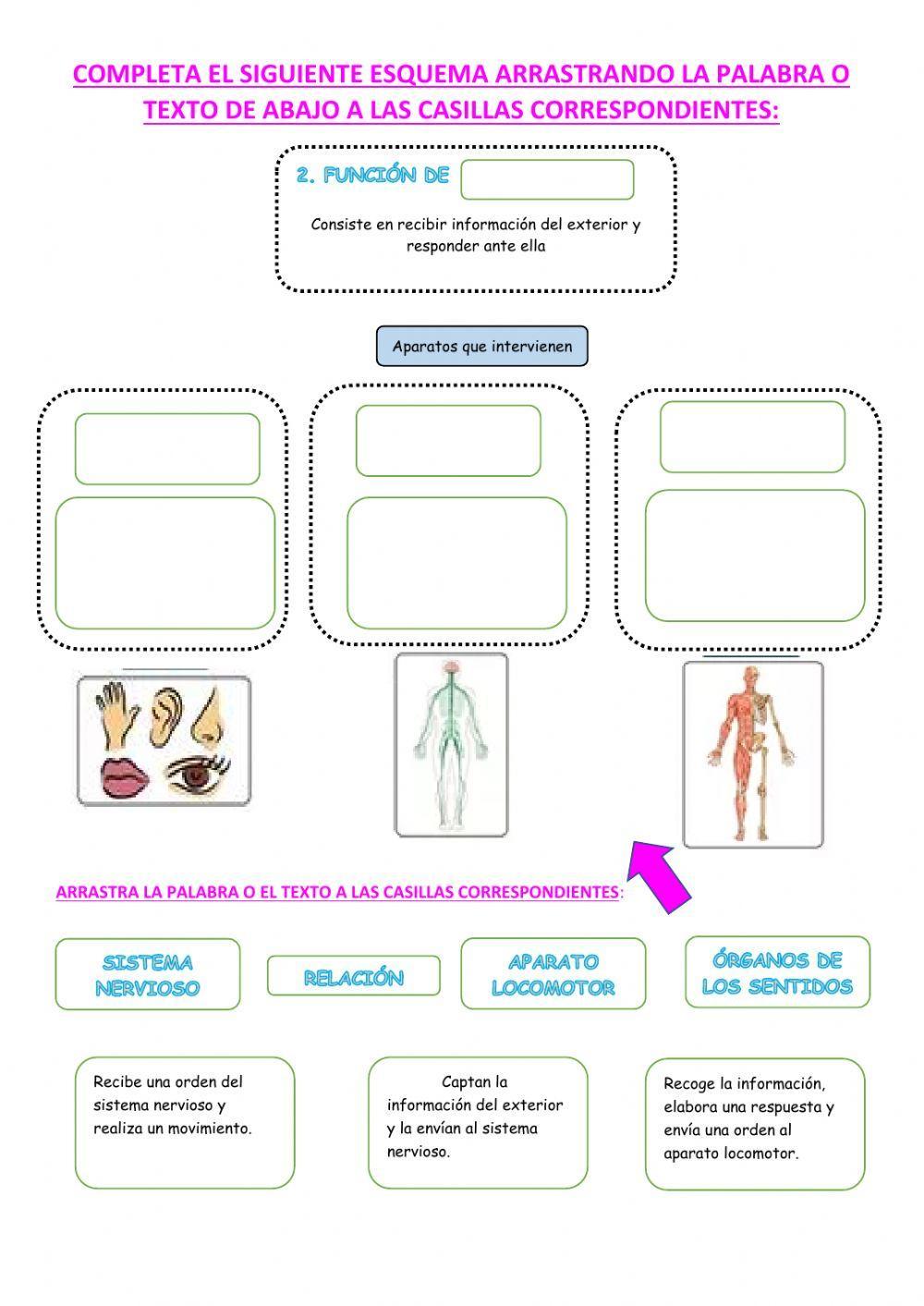 Las funciones vitales