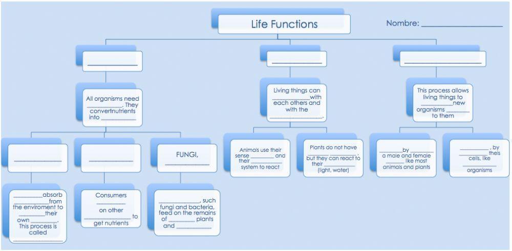 Unit 3 Life Functions Complete the Scheme