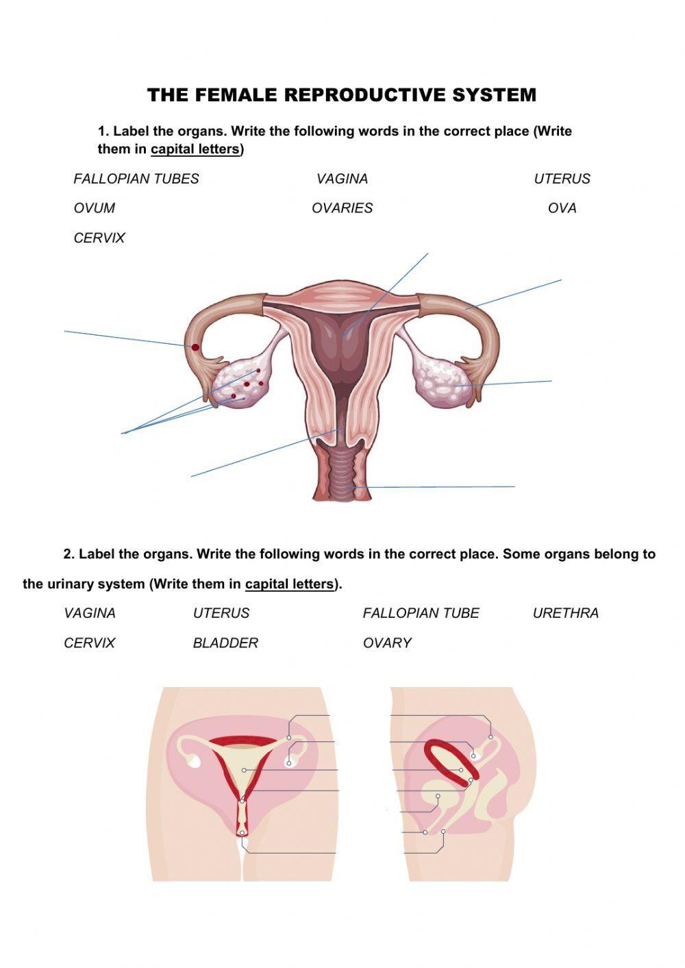 Female reproductive system Female reproductive system