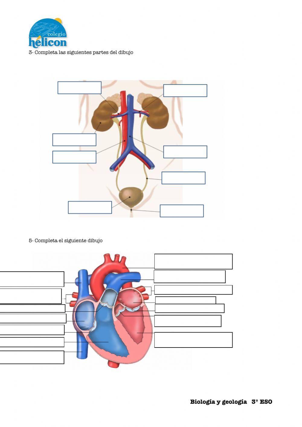 Excretor y circulatorio