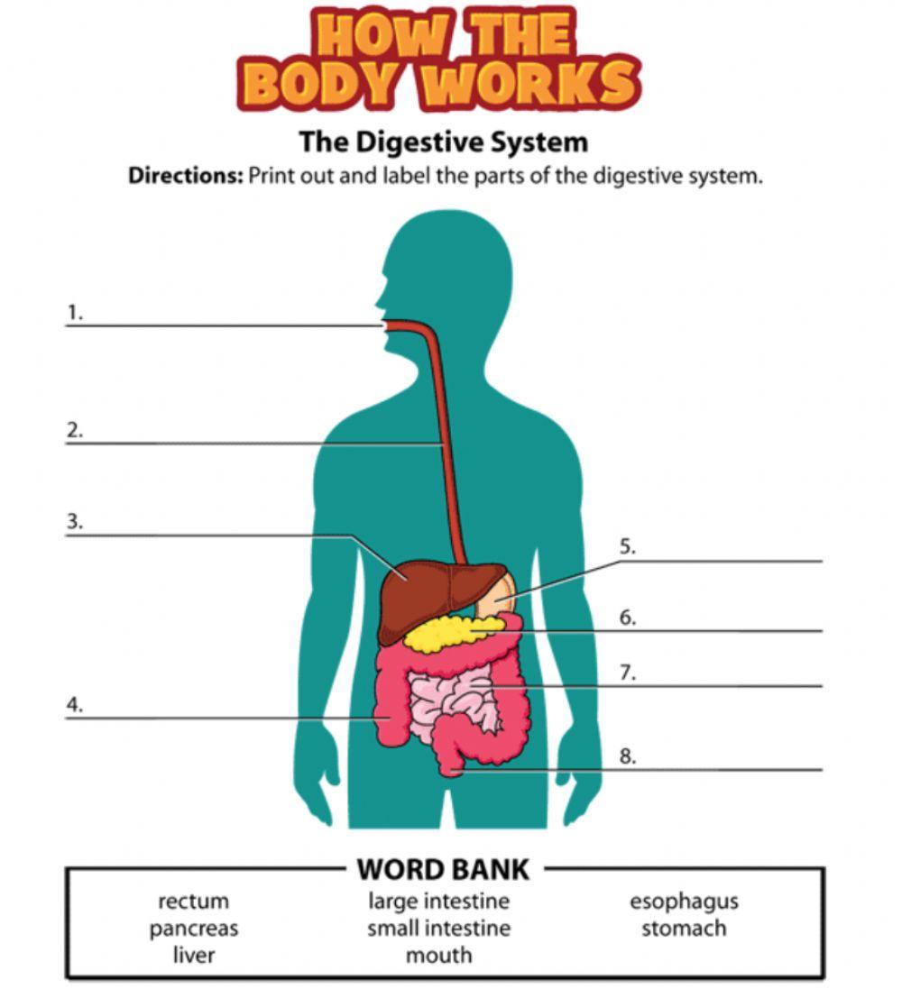 Digestive System Worksheet Answers Tangstar Science
