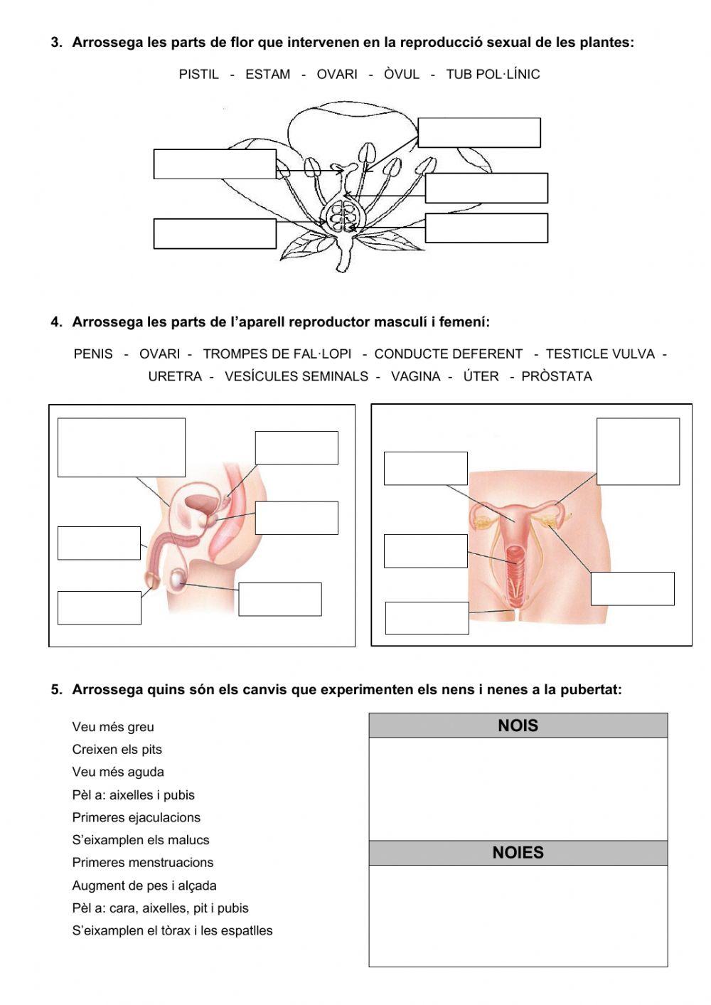 Tasca final de medi natural