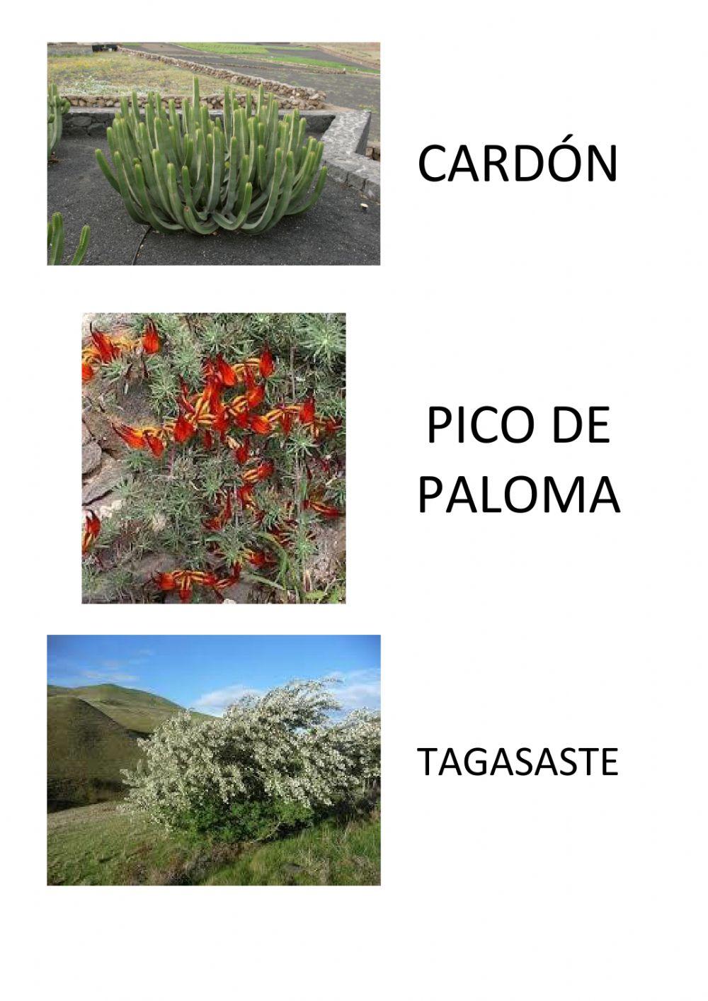 Repaso 1 Plantas Canarias