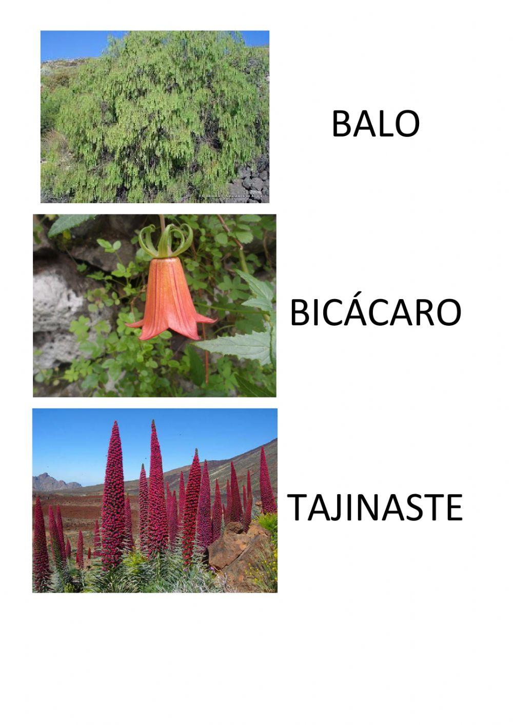 Repaso 1 Plantas Canarias