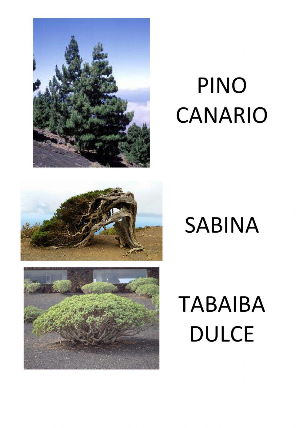 Repaso 1 Plantas Canarias