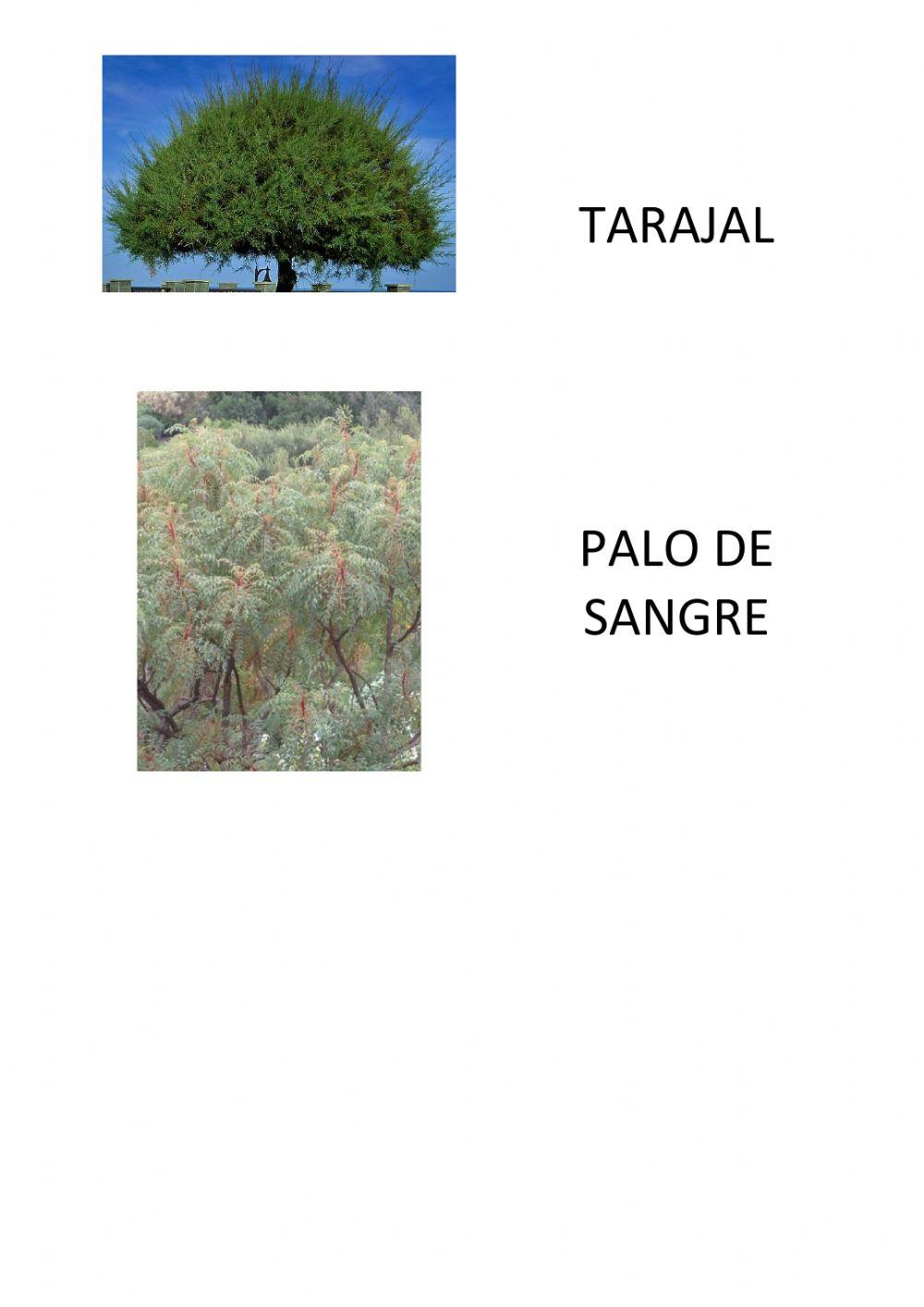 Repaso 1 Plantas Canarias