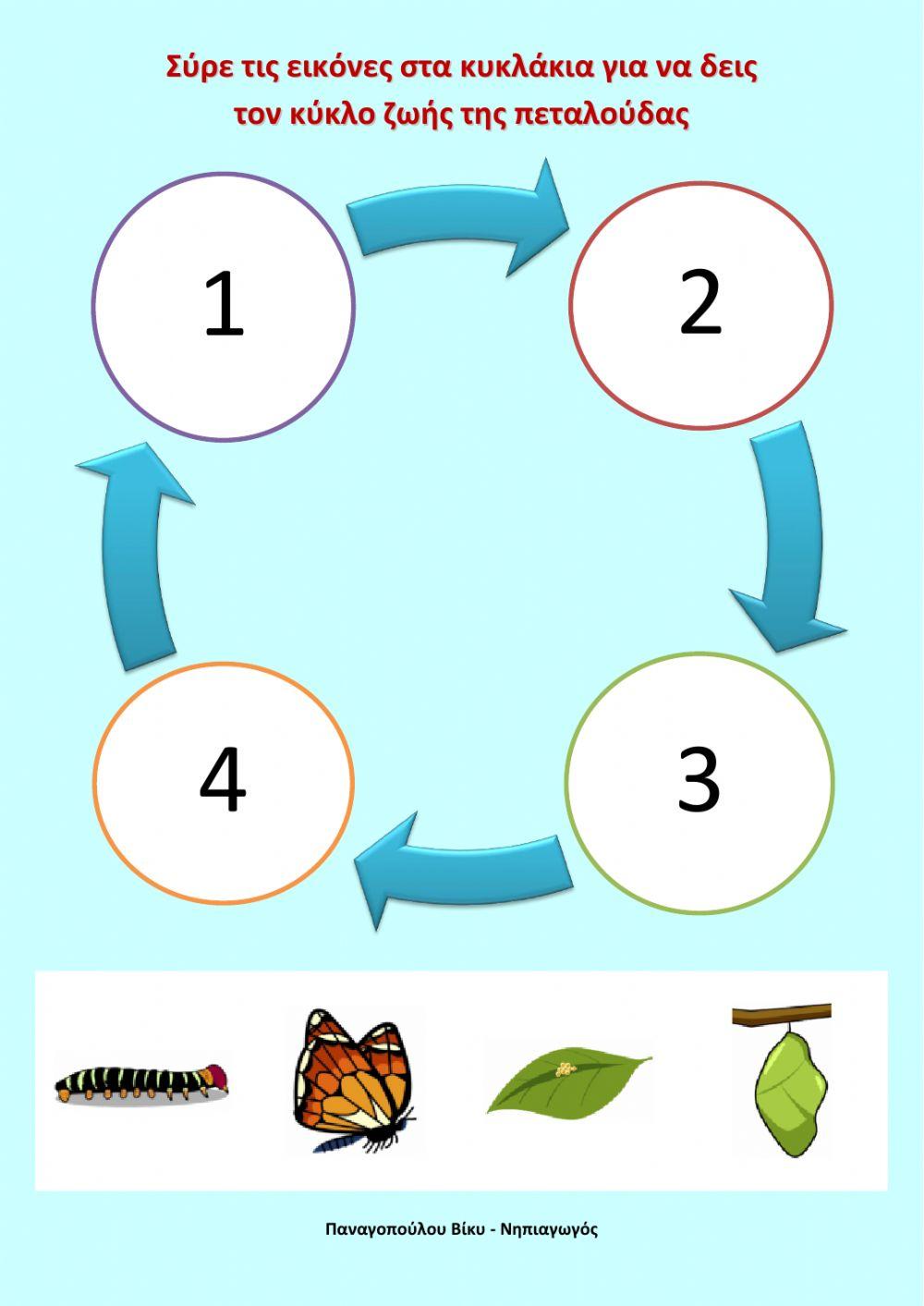 Ο κύκλος της πεταλούδας