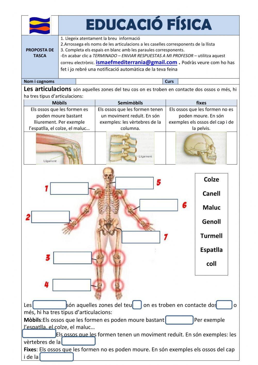 Les articulacions Cicle Mitjà