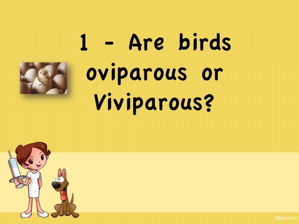 BirdsGame BirdsGame